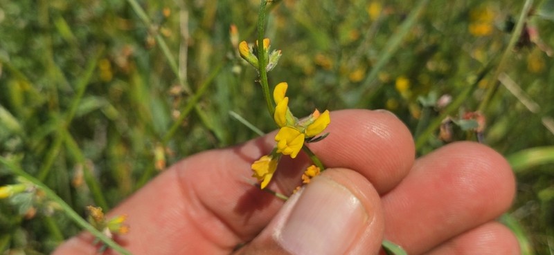 Acmispon watsonii photo 7