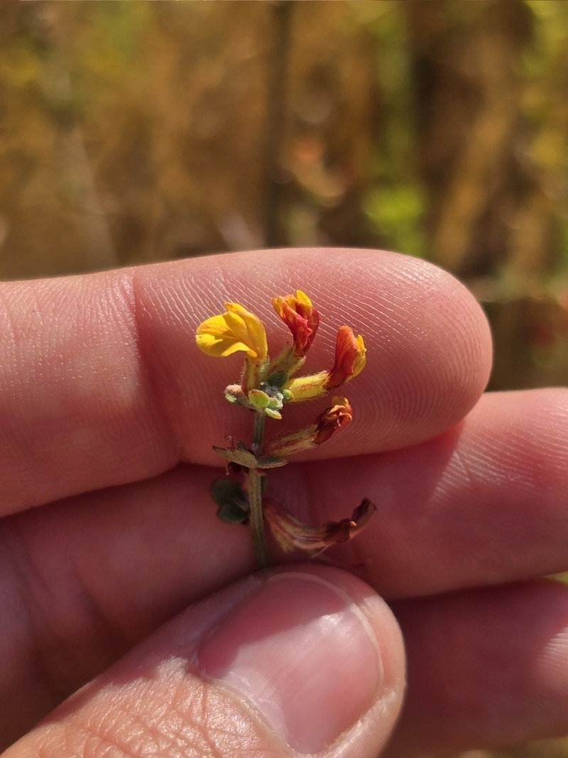 Acmispon watsonii photo 8