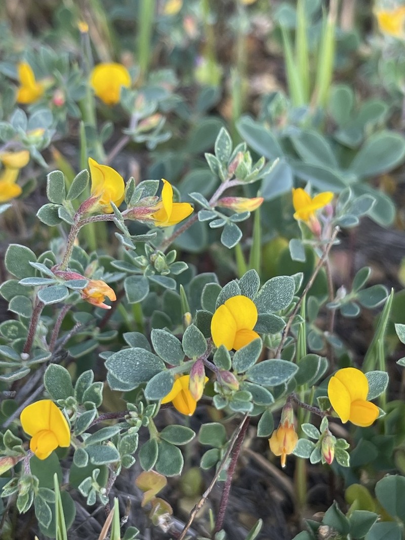 Chilean Bird's-Foot Trefoil photo 3