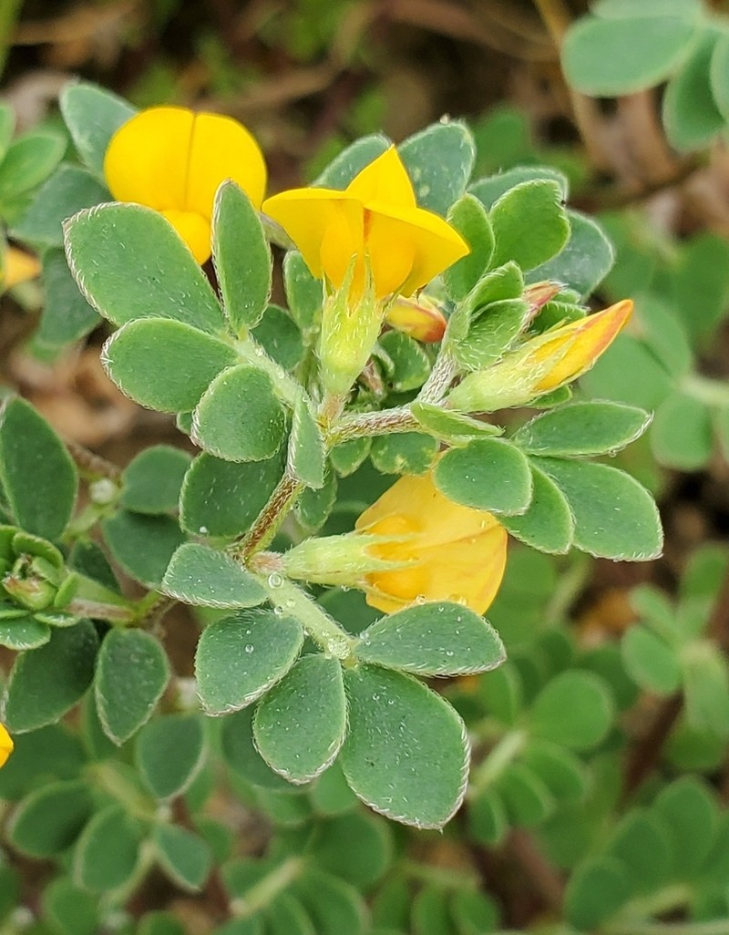 Chilean Bird's-Foot Trefoil photo 4