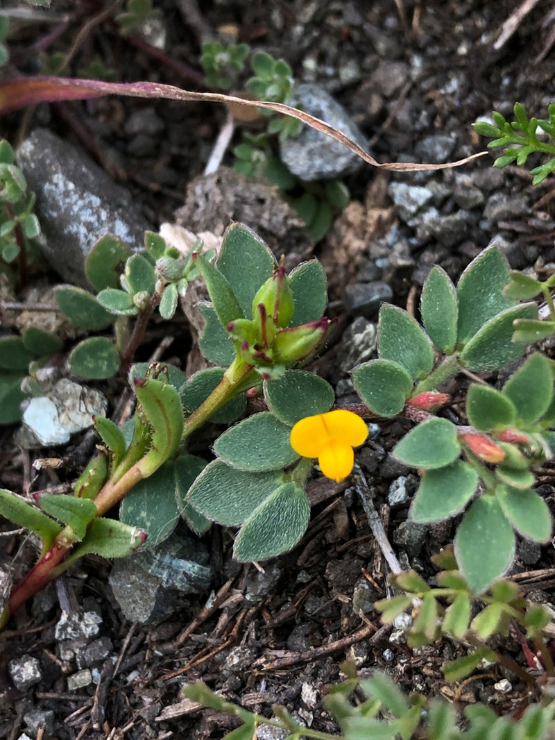 Chilean Bird's-Foot Trefoil photo 5