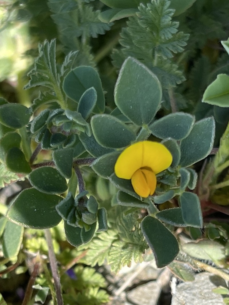 Chilean Bird's-Foot Trefoil photo 6