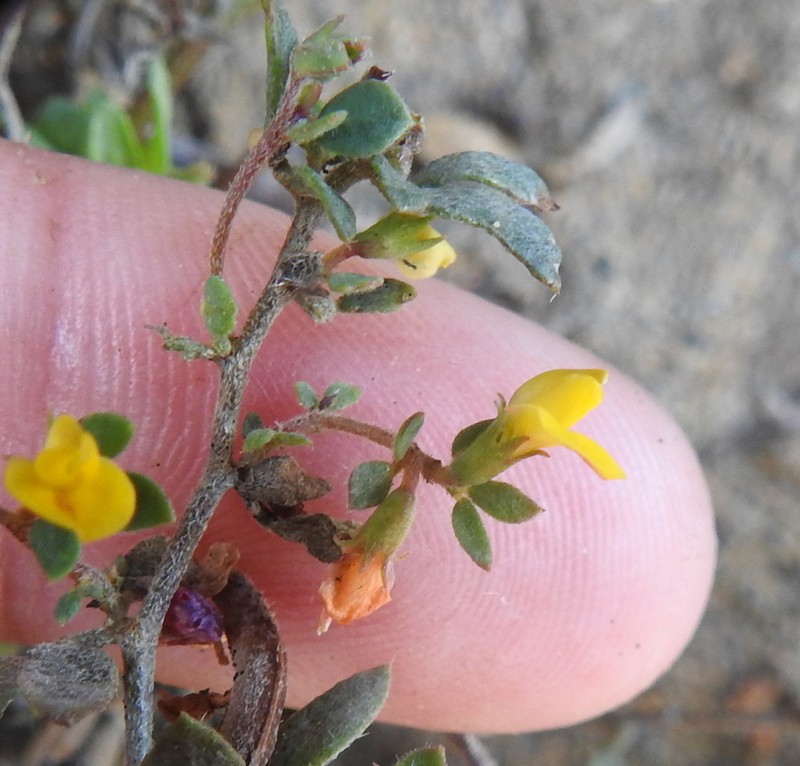 Chilean Bird's-Foot Trefoil photo 7