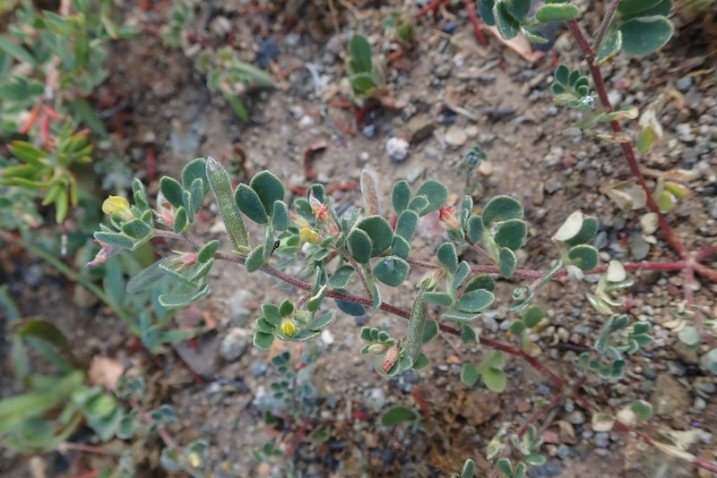Chilean Bird's-Foot Trefoil photo 8