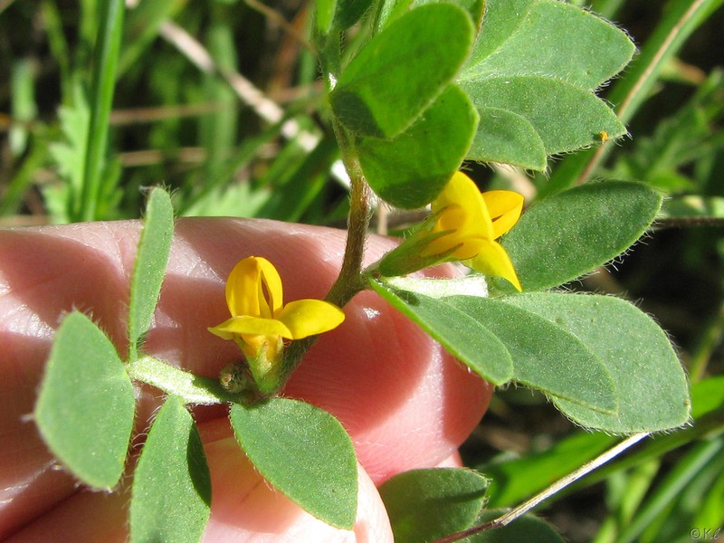 Chilean Bird's-Foot Trefoil photo 9