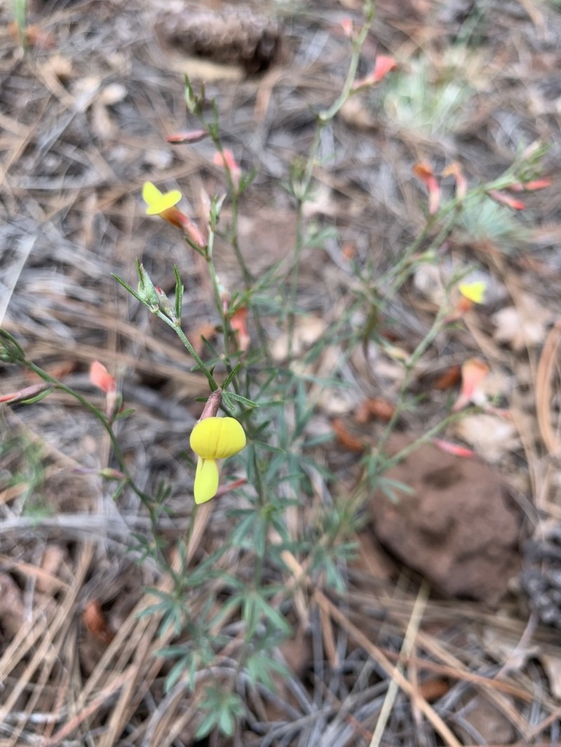 Wright's Deervetch