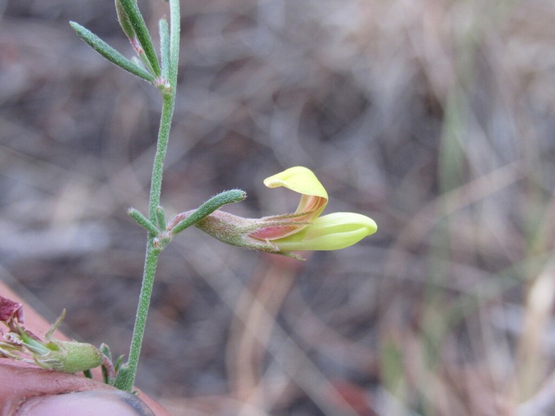 Wright's Deervetch photo 2