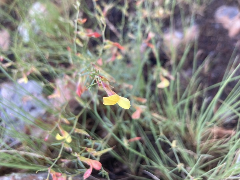 Wright's Deervetch photo 3