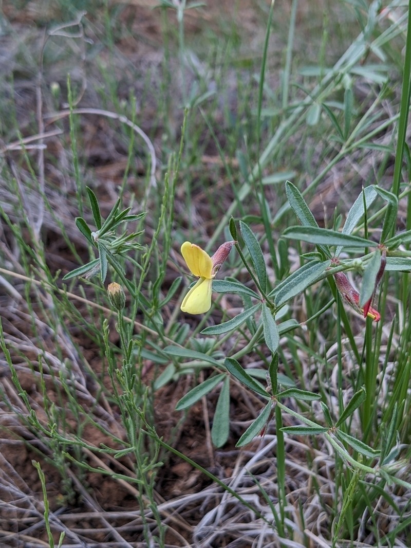 Wright's Deervetch photo 5