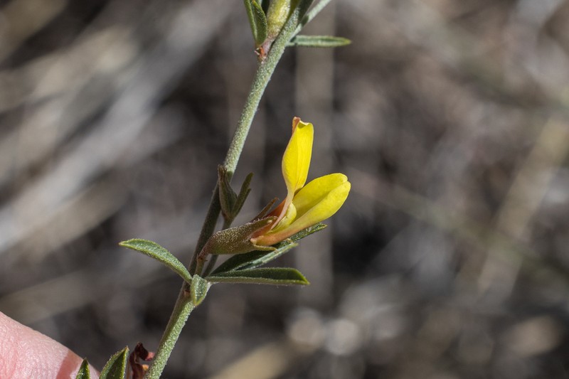 Wright's Deervetch photo 6