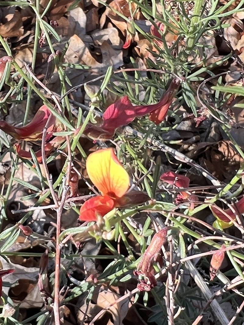 Wright's Deervetch photo 7