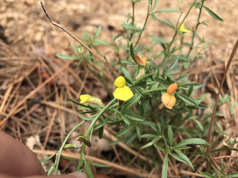 Wright's Deervetch photo 8