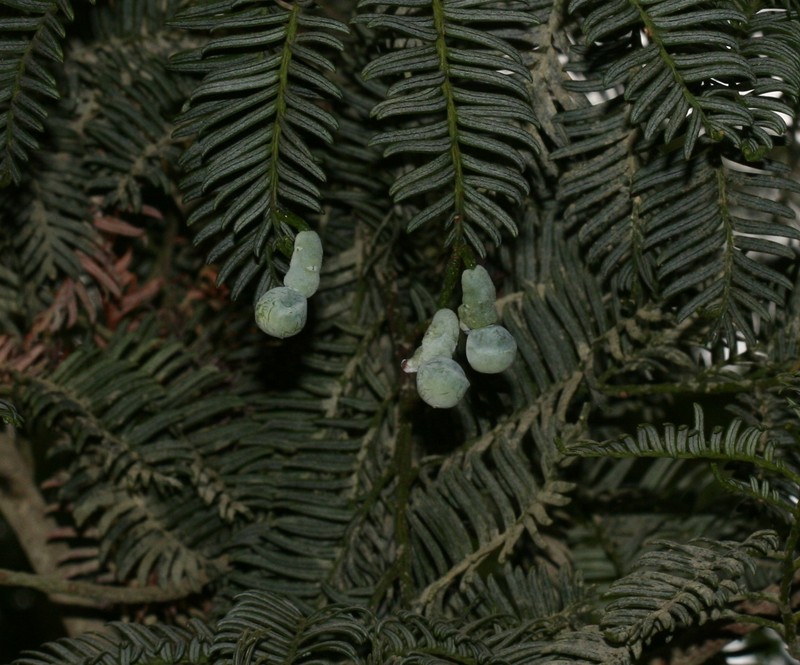 Acmopyle pancheri