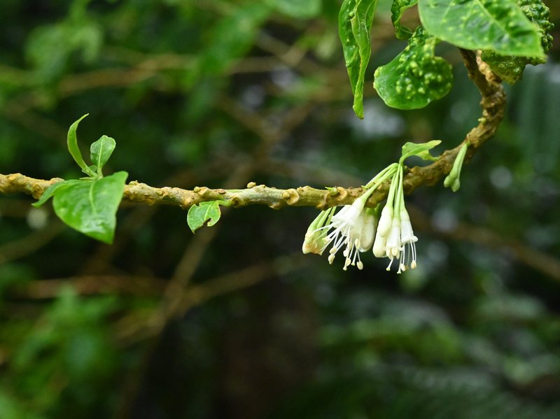 Hollowheart photo 3