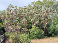 Everglades Palm