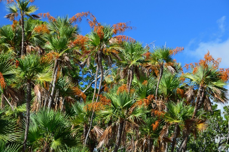 Everglades Palm photo 2