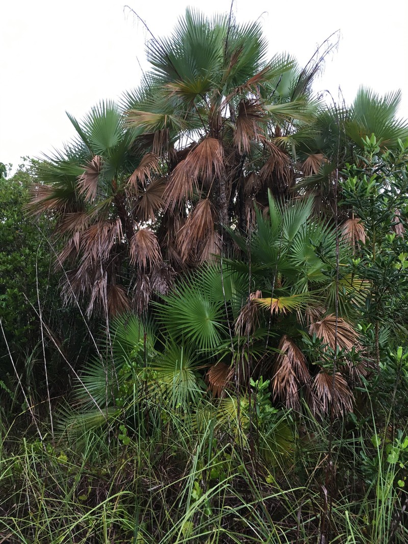 Everglades Palm photo 3