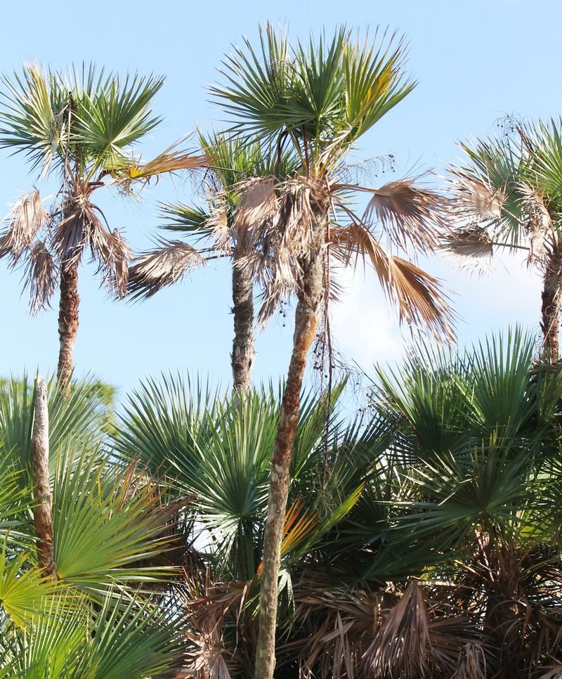 Everglades Palm photo 4
