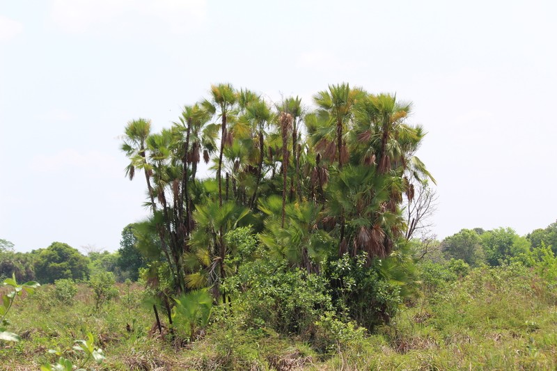 Everglades Palm photo 5