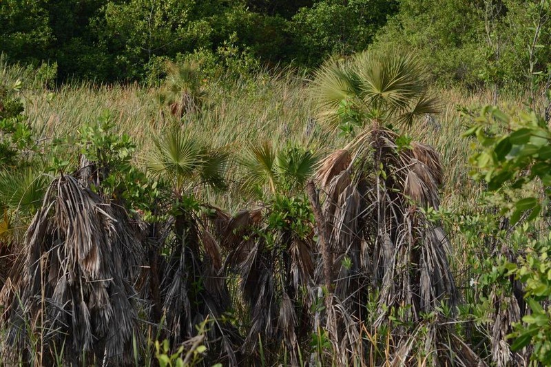 Everglades Palm photo 6