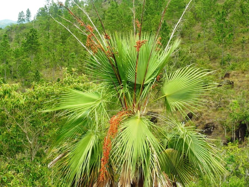 Everglades Palm photo 7