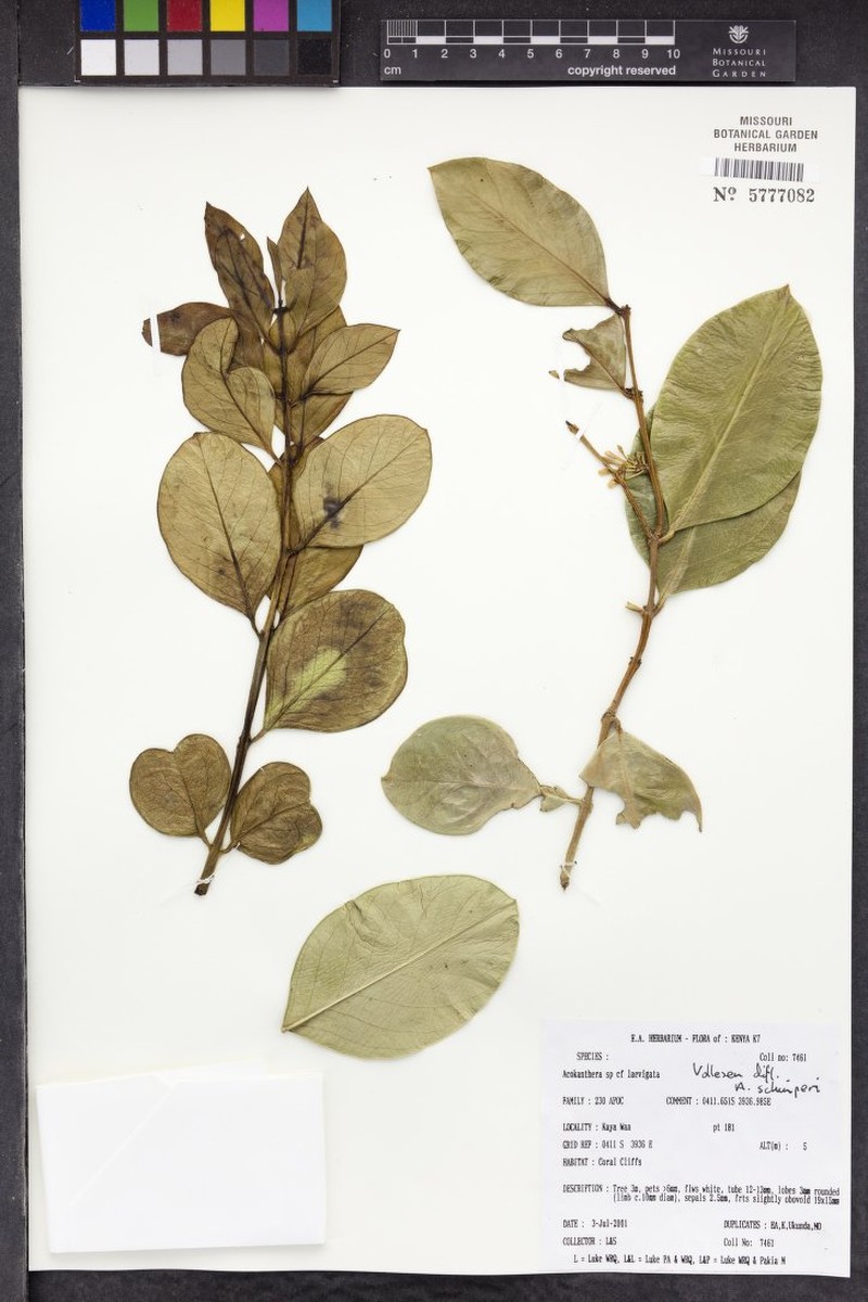 Acokanthera laevigata