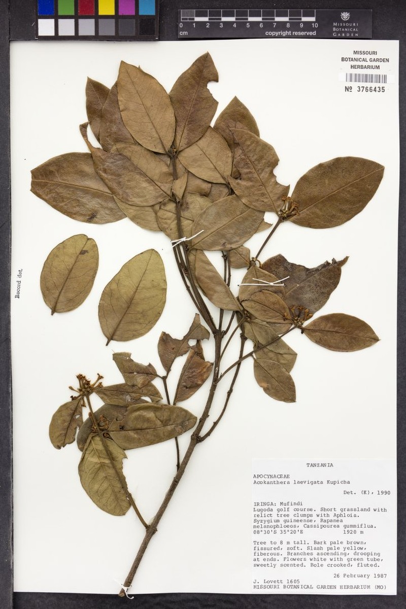Acokanthera laevigata photo 2