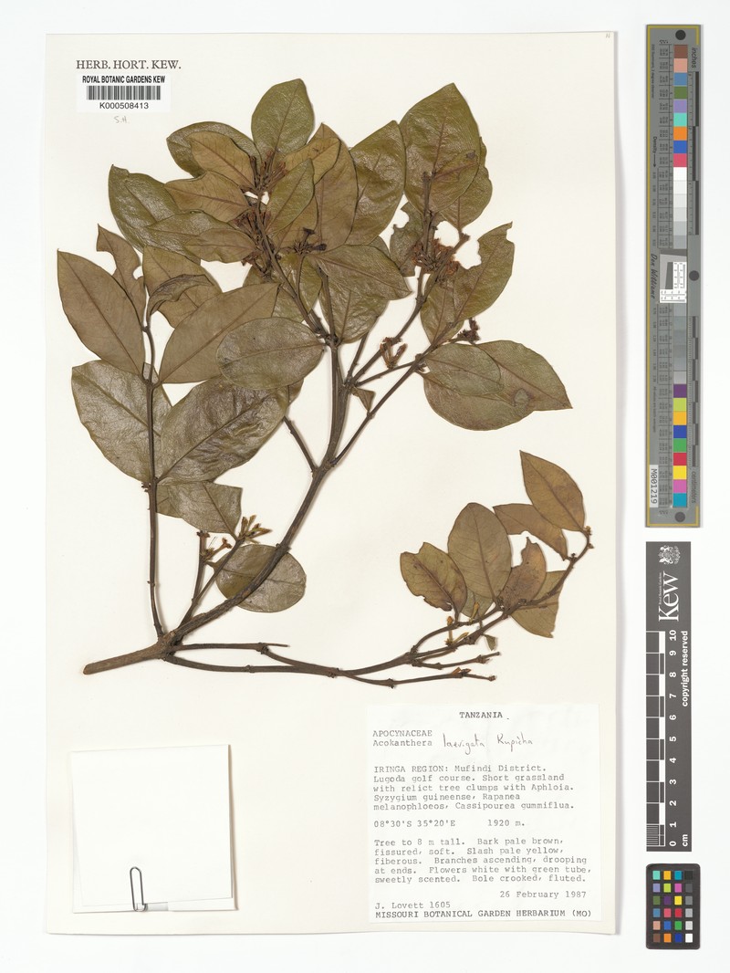 Acokanthera laevigata photo 3