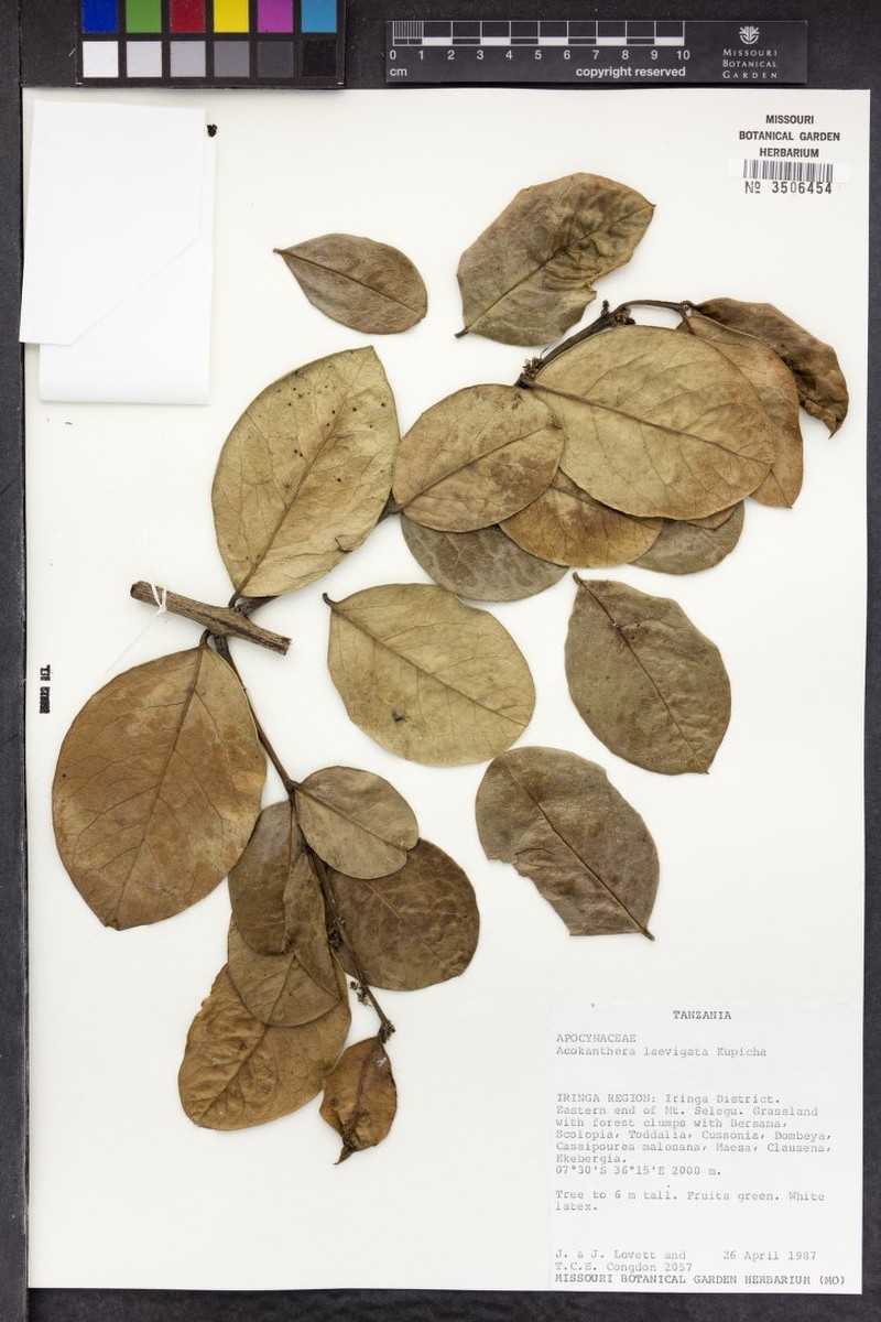 Acokanthera laevigata photo 4