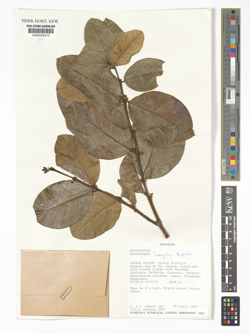 Acokanthera laevigata photo 5