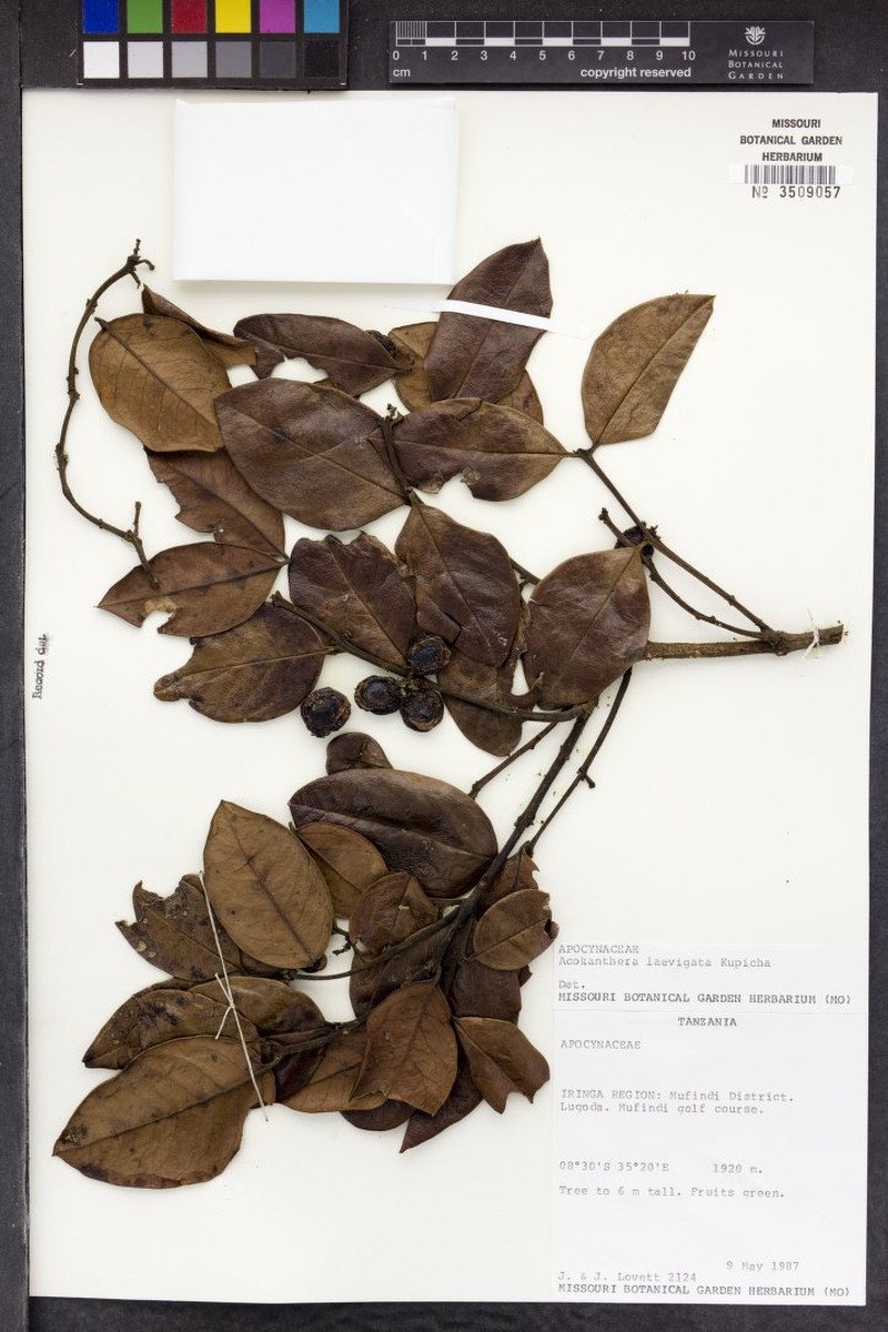 Acokanthera laevigata photo 6