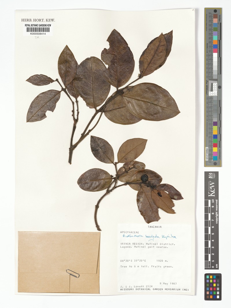 Acokanthera laevigata photo 7