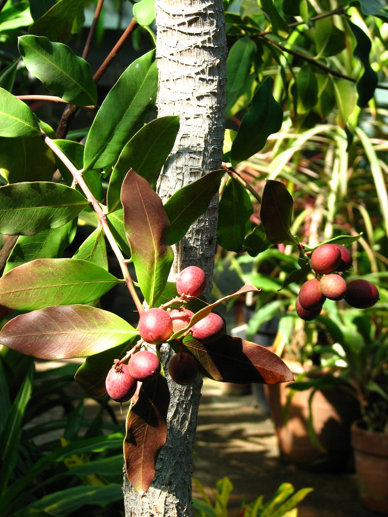 Acokanthera oblongifolia