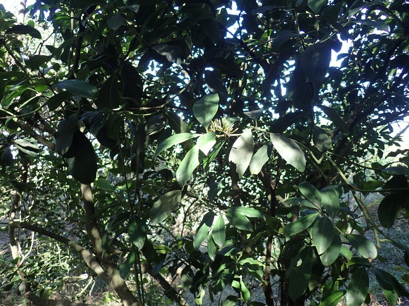 Acokanthera oblongifolia photo 2