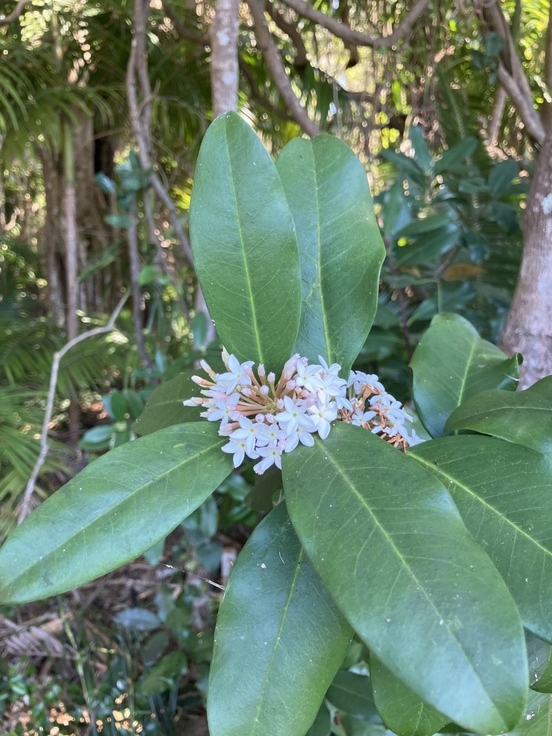 Acokanthera oblongifolia photo 3