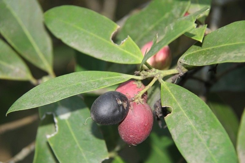 Acokanthera oblongifolia photo 4