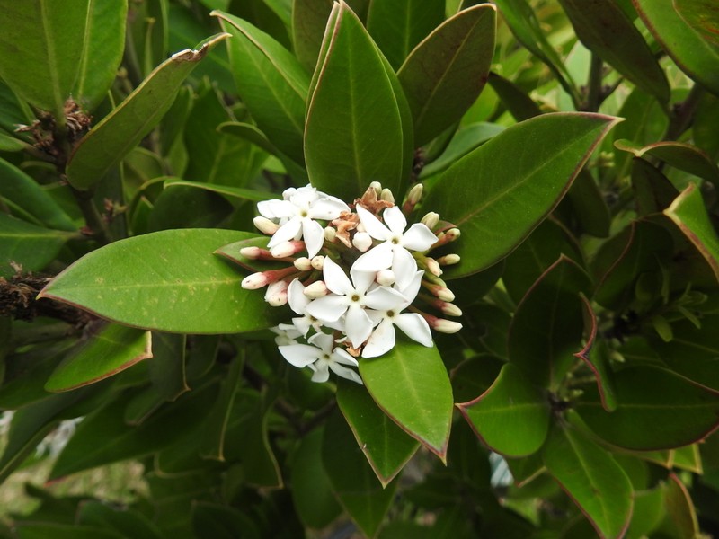 Acokanthera oblongifolia photo 5