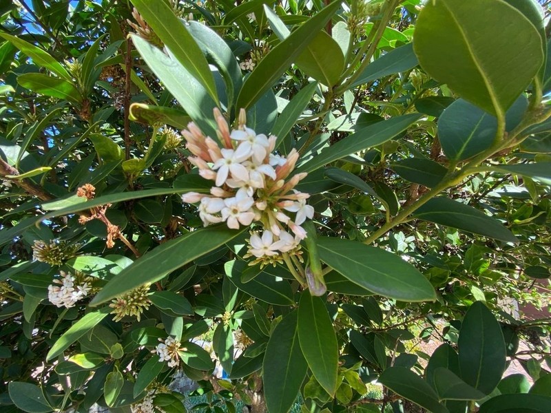 Acokanthera oblongifolia photo 7