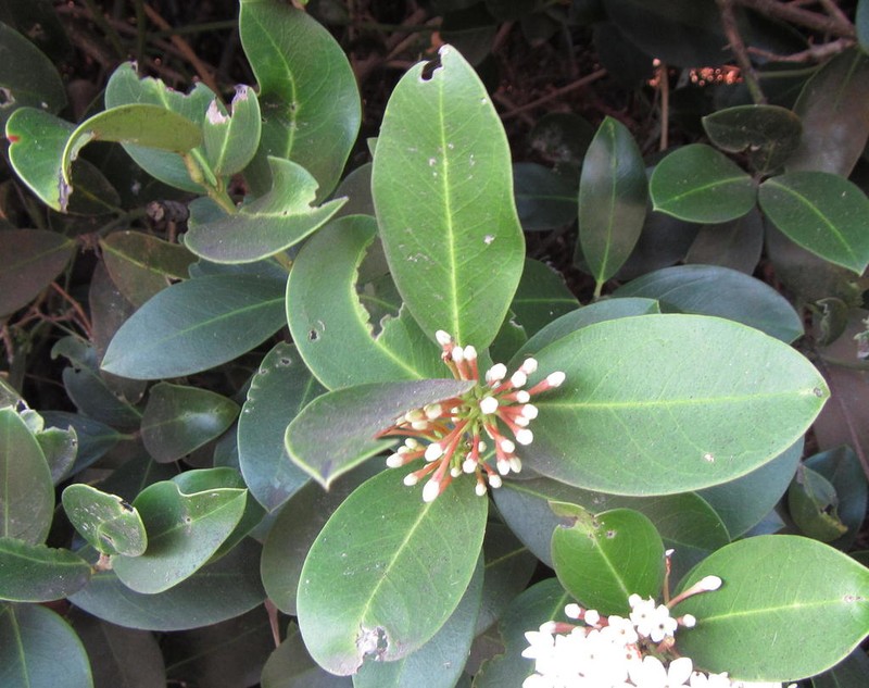 Acokanthera oblongifolia photo 8