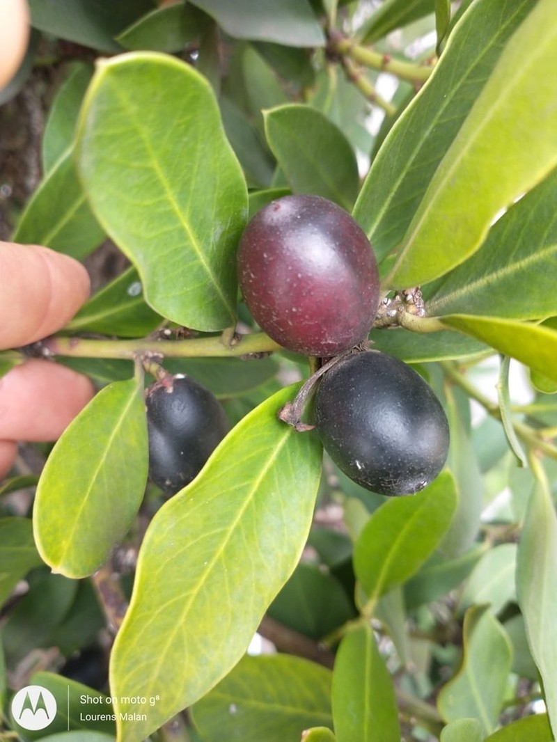 Acokanthera oppositifolia photo 2