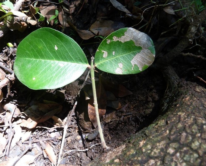 Acokanthera oppositifolia photo 3