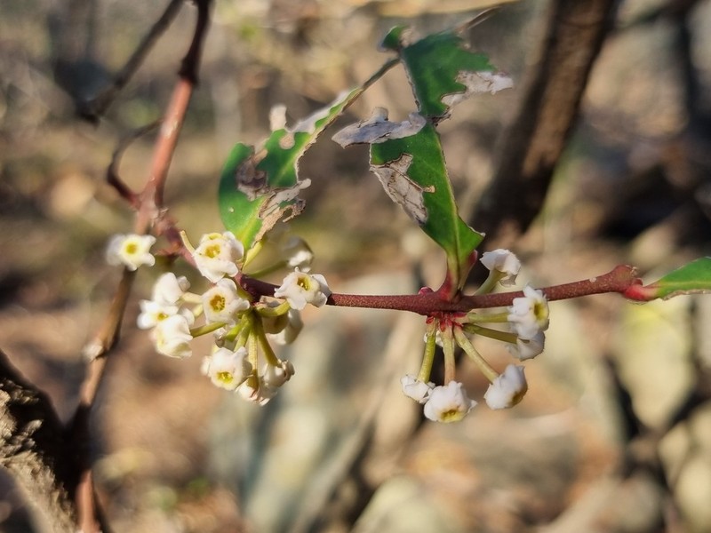 Acokanthera oppositifolia photo 4