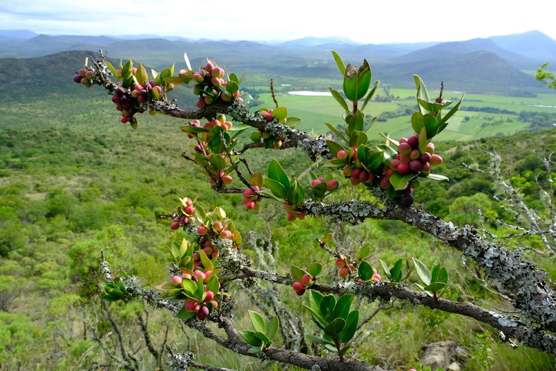 Acokanthera oppositifolia photo 5