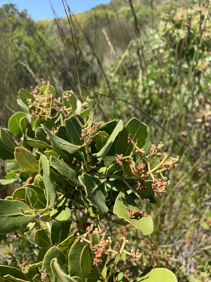Acokanthera oppositifolia photo 6