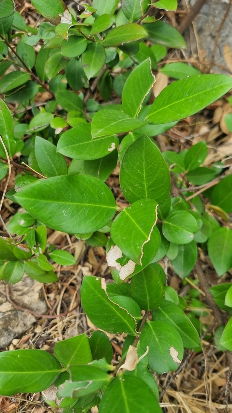 Acokanthera oppositifolia photo 7