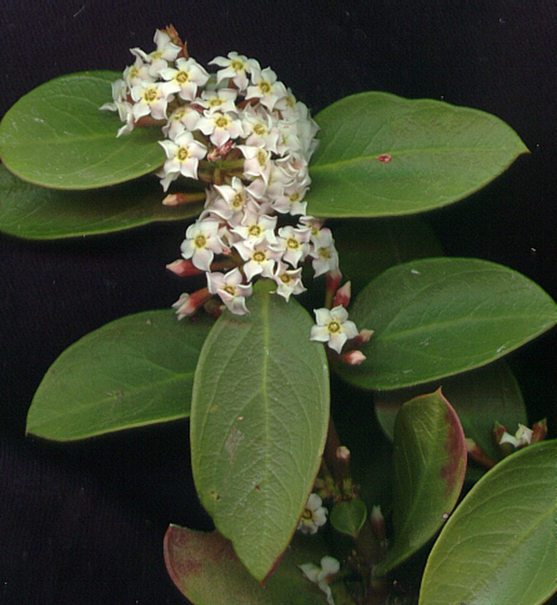 Acokanthera oppositifolia photo 8