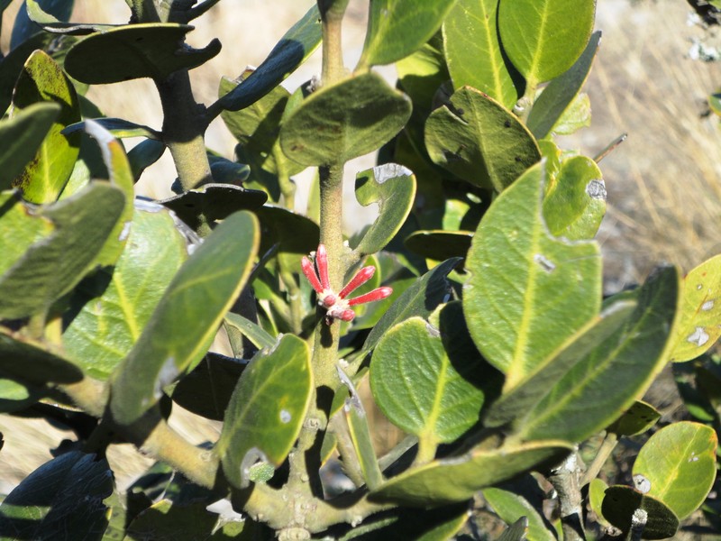Acokanthera rotundata