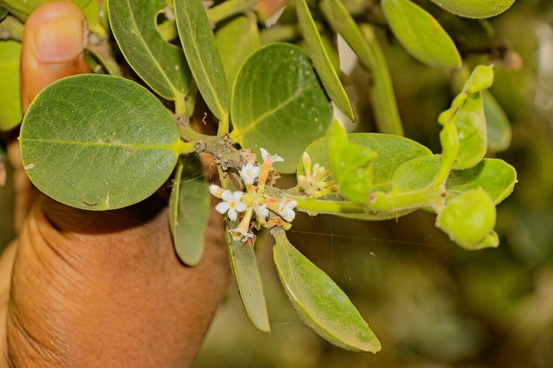 Acokanthera rotundata photo 2