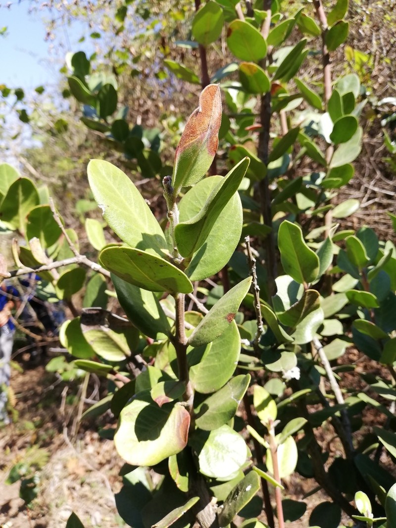 Acokanthera rotundata photo 3