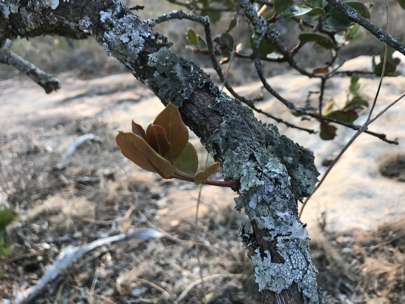 Acokanthera rotundata photo 4